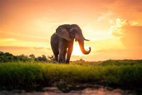 Top 115+ Elephant wallpaper hd 1080p - Snkrsvalue.com