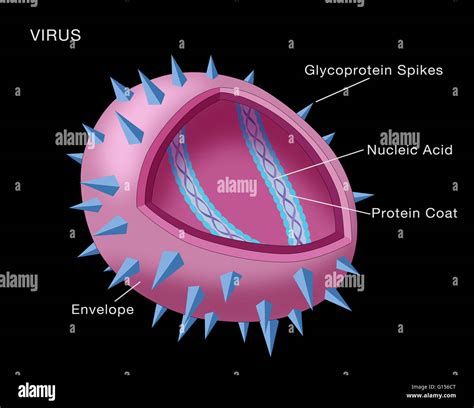 Parts Of A Virus