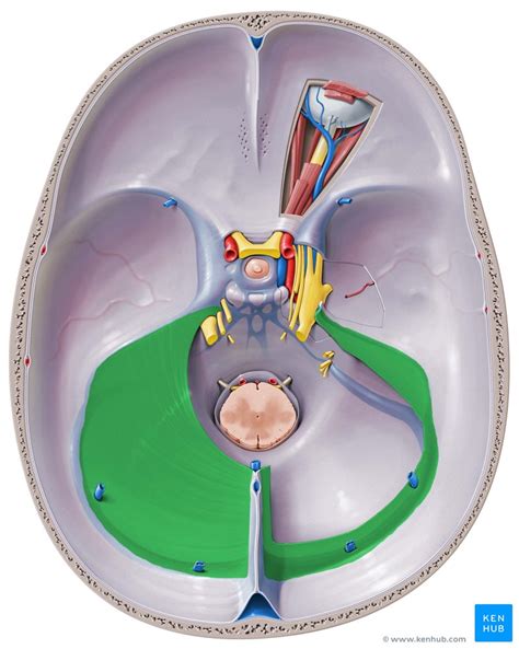 Tentorium cerebelli: Anatomy and function | Kenhub