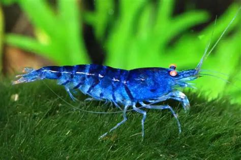 Everything About Blue Tiger Shrimp Care | Whypetfish.com