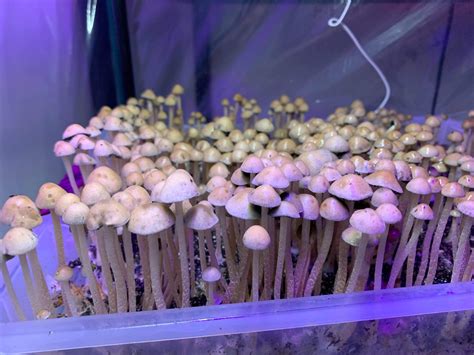 Panaeolus cyanescens vs Psilocybe cubensis: What’s the Difference? | Inoculate the World