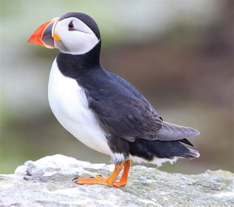 Zac Hinchcliffe's Birding Blog: Puffin Island: Birding - 2nd June 2012