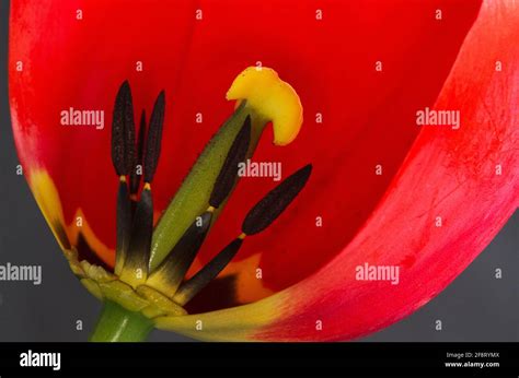 The Pistil and stamens deep inside the tulip flower are the reproductive parts. The stamen ...