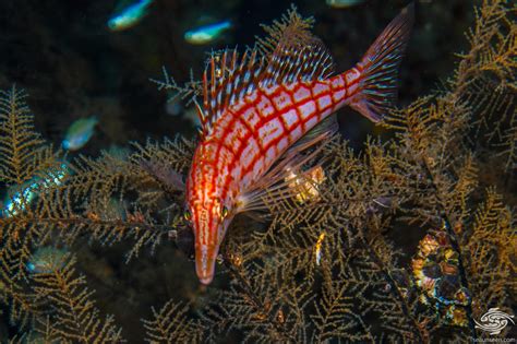 Longnose Hawkfish-Facts and Photographs • Seaunseen