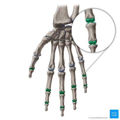 Interphalangeal joints of the hand: Bones, ligaments, mov | Kenhub