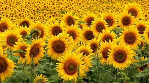 Beautiful Sunflowers Field HD Sunflower Wallpapers | HD Wallpapers | ID #80733