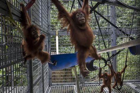 Indonesia's Orangutans Battle with Deforestation