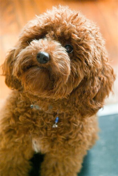 149 best Red miniature poodle images on Pinterest | Poodles, Poodle ...