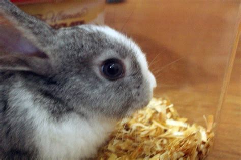 Bunny's Eye Free Stock Photo - Public Domain Pictures