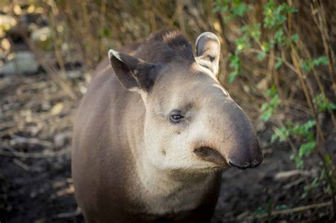 Wildlife in Belize - Types of Belizean Animals - A-Z Animals