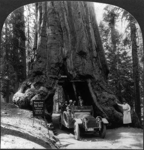 Public Domain Photos and Images: The Wawona Tunnel Tree, a Giant Sequoia