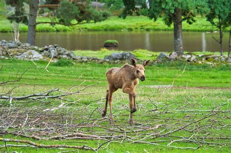 Premium Photo | Moose baby in motion on a meadow young animal from the ...