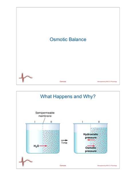 Osmotic Balance What Happens and Why?