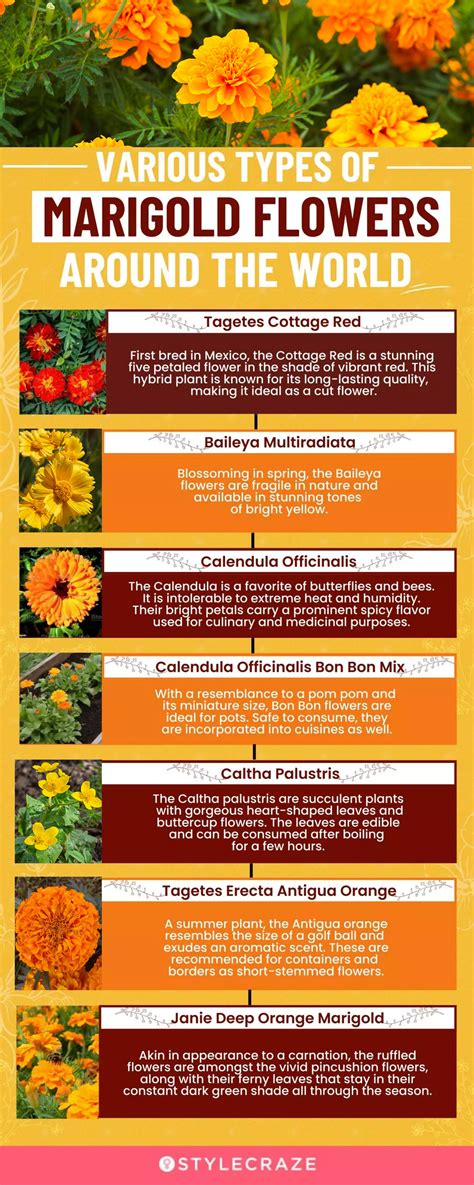 Different Types Of Flowers Marigold