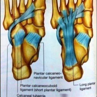 (PDF) Review on the Anatomy and Biomechanics of the Foot-Ankle Complex