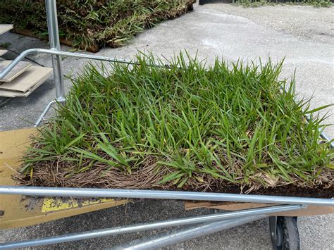 Everything you need to know about Bahia grass in Florida – Smart Sod