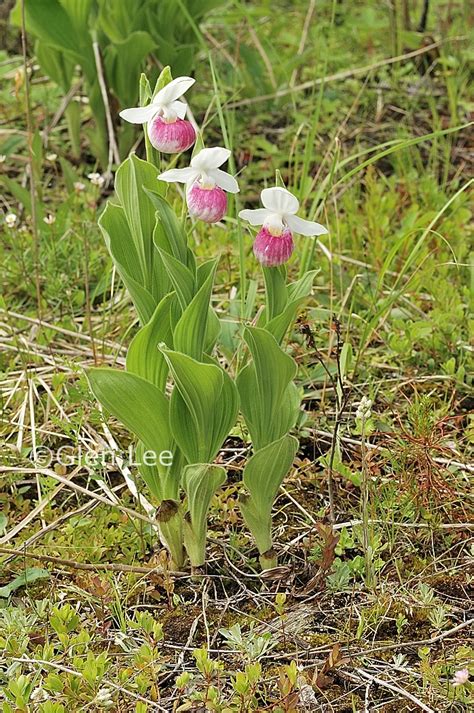 Cypripedium reginae photos Saskatchewan Wildflowers