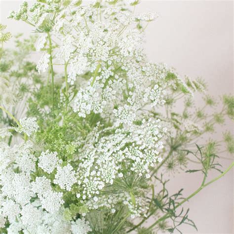 White Queen Anne's Lace | DIY Wedding Flowers | Flower Moxie