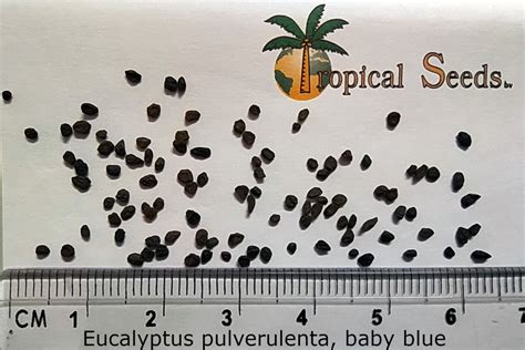 Eucalyptus pulverulenta, baby blue Seeds