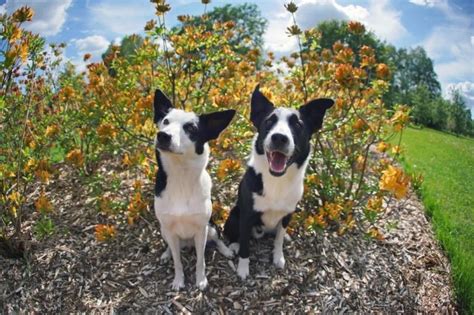 Is Mulch Bad for Dogs? | Great Pet Care