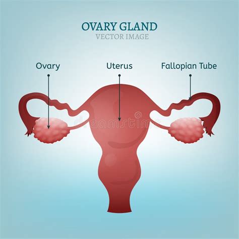 Ovary Stock Illustrations – 4,982 Ovary Stock Illustrations, Vectors & Clipart - Dreamstime