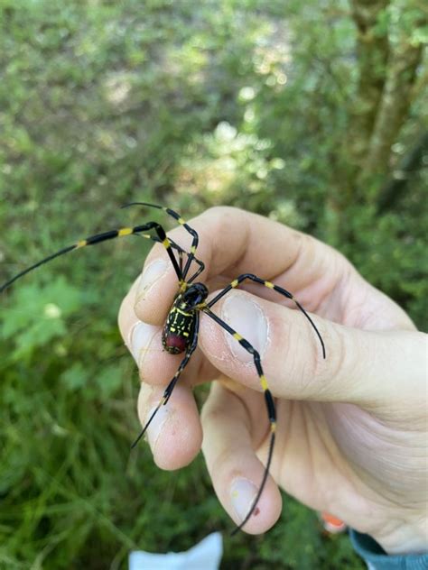 ‘Ballooning’ Jorō spiders expected to make way to New England | WPRI.com