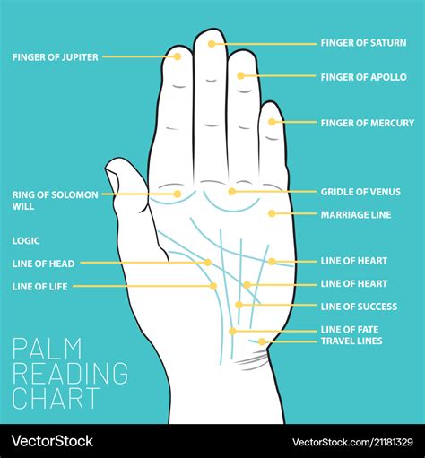 Palm reading chart palmistry map of the palms Vector Image