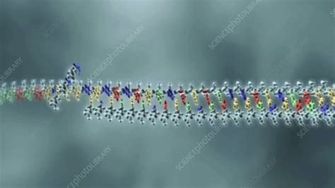 DNA replication, animation - Stock Video Clip - K003/9227 - Science Photo Library