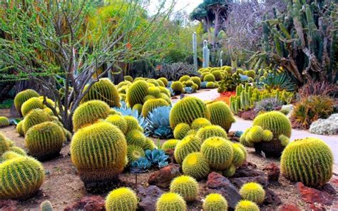 Desert Botanical Garden, Phoenix, Central Arizona - Traveldigg.com