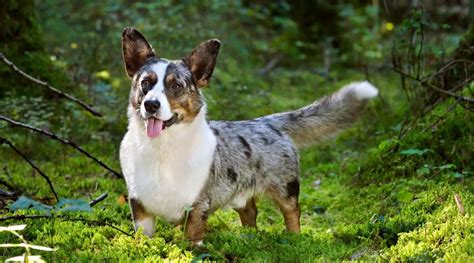 Australian Shepherd Corgi Mix; Complete Guide for Dog Lovers