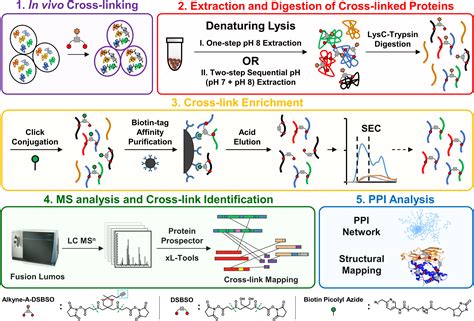 Protein interaction landscapes revealed by advanced in vivo cross-linking–mass spectrometry | PNAS