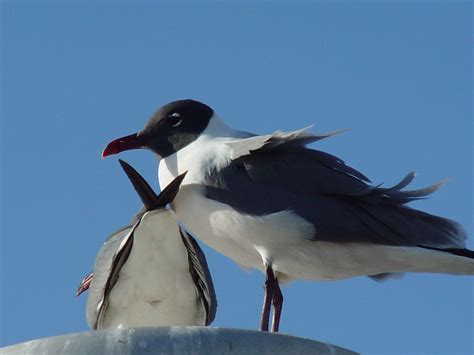 sea gulls 2 Free Photo Download | FreeImages