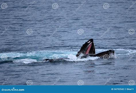 Humpback Whale Feeding stock photo. Image of south, majestic - 34792542