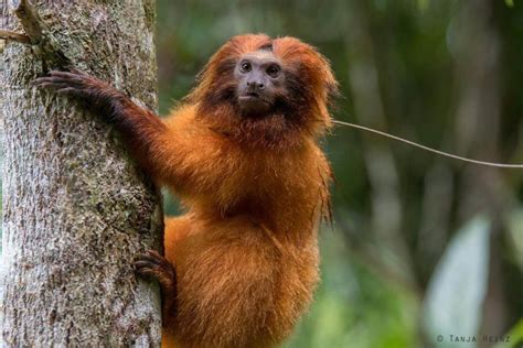 Golden lion tamarins in the Atlantic Forest in Rio de Janeiro, Brazil in 2021 | Wildlife travel ...