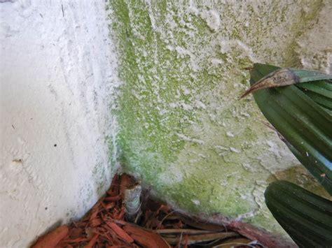 Green mold outdoors and other mold like growths around the home.