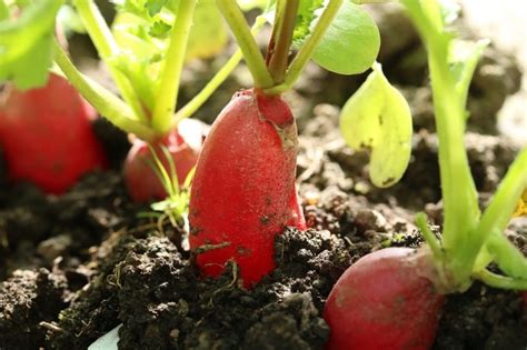 Radish Harvesting; Radish Plant Care; Radish Facts | Gardening Tips