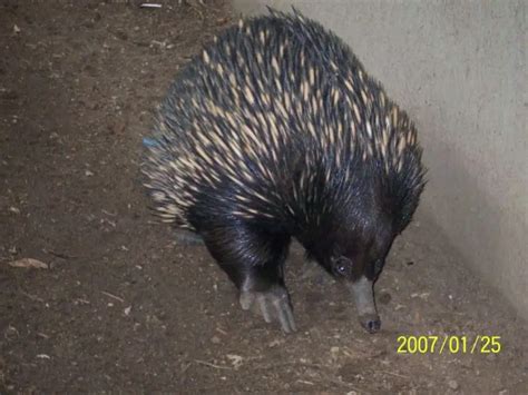 Eastern Long-Beaked Echidna - Facts, Diet, Habitat & Pictures on ...