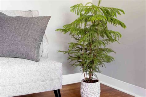 Norfolk Island Pine: Plant Care & Growing Guide