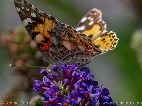 Wordless Wednesday: Painted Lady Butterfly – Tranature