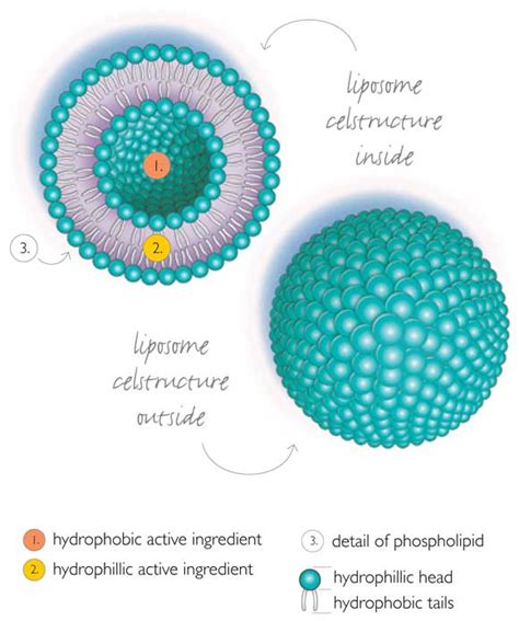 LIPOSOMA Nutraceuticals: Liposomes as a delivery system for supplements