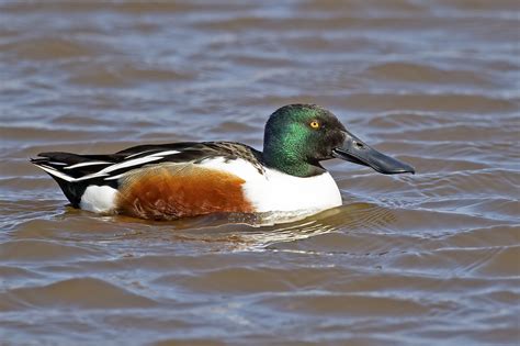 Male Northern Shoveler | Male, Northern, Flickr