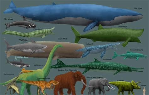 DRAFT Megafauna Chart by Harry-the-Fox on deviantART | Big animals ...