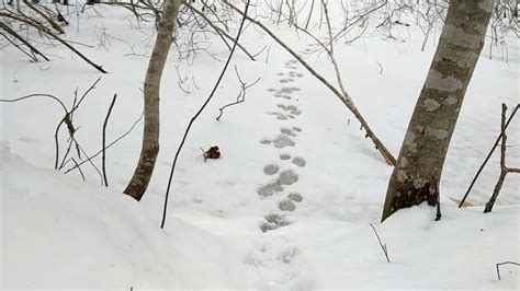 Identifying Raccoon Tracks In Snow: Winter Trail Behavior