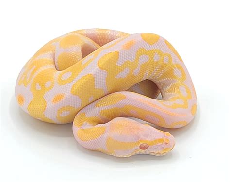 Ball Pythons – Reptile Pets Direct