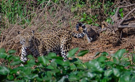 How many jaguars do you see? | One of the highlights of our … | Flickr