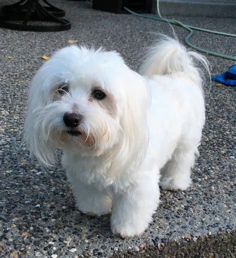 Coton de Tulear Info, Temperament, Puppies, Pictures