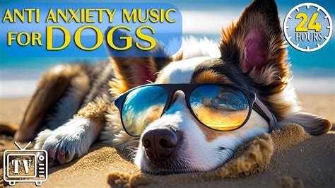 24 Hours of Anti Anxiety Music for Dogs: Relaxation Tones to Calm ...