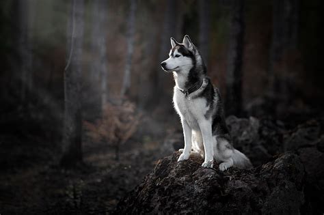 HD wallpaper: forest, dog, Husky | Wallpaper Flare