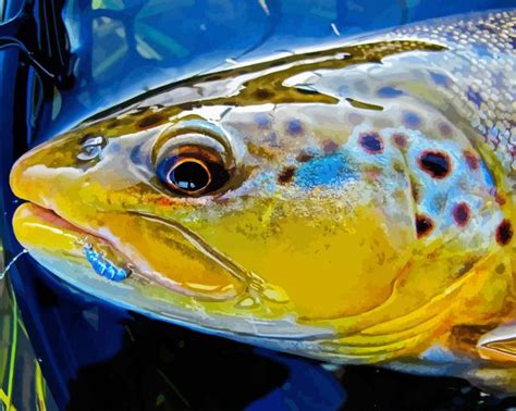 Close Up Brown Trout Fish Paint By Numbers - Paint By Numbers