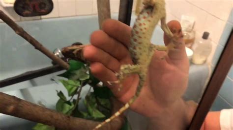 Taming a Tokay gecko, brutal bite avoided!! - YouTube